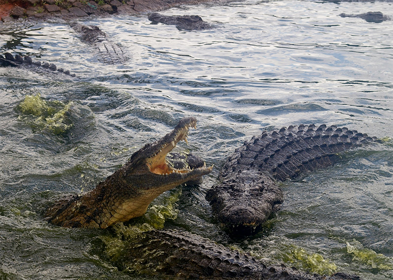 Agatha Crocodile Ranch