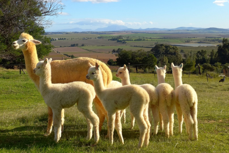 Alpaca Loom