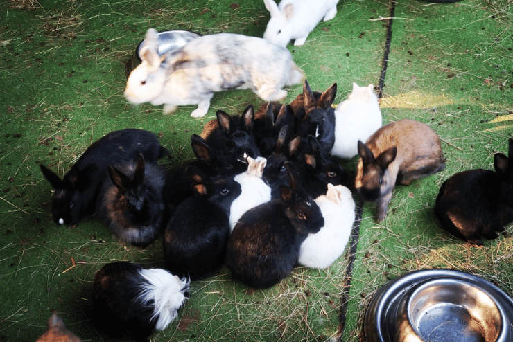 Bunny Hop Haven Animal Sanctuary