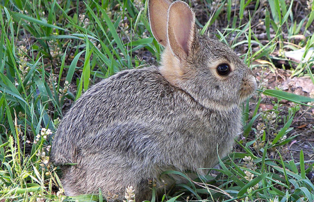 Bunny Park