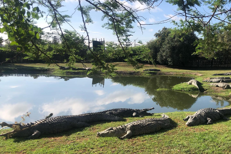 Croc City Crocodile and Reptile Park