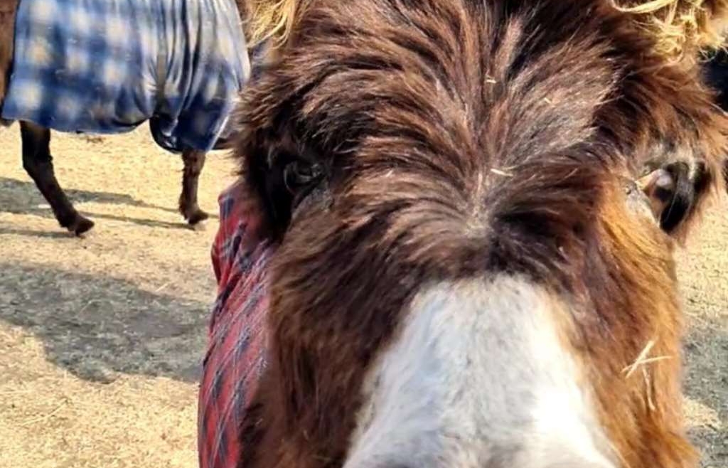 Rest Ur Ass Donkey Sanctuary