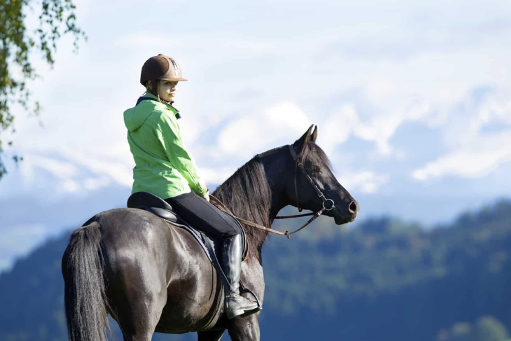Happy Trail Horses
