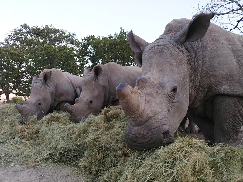 Hoedspruit Endangered Species Centre