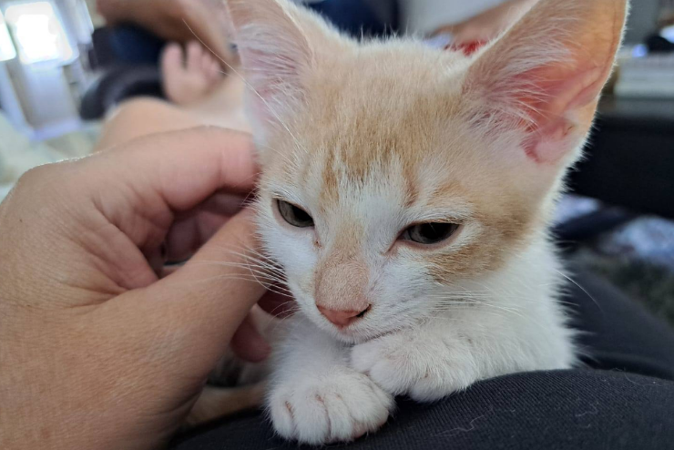 Kitten Adoption Day