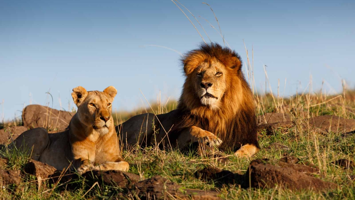 Lion & Safari Day Park
