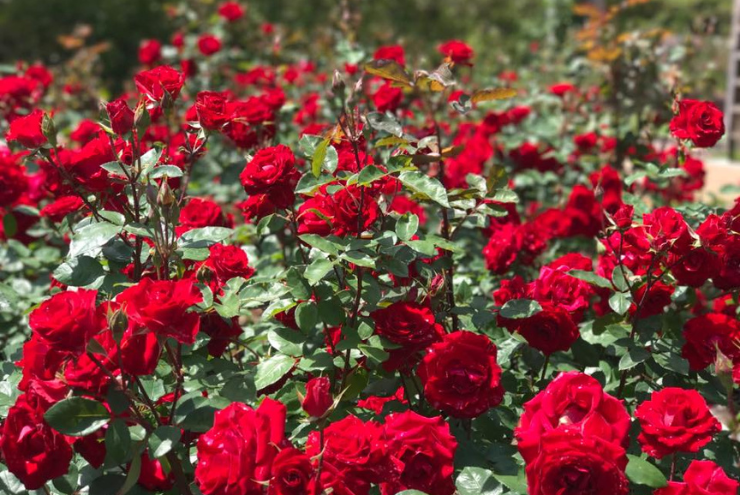 Ludwig’s Roses