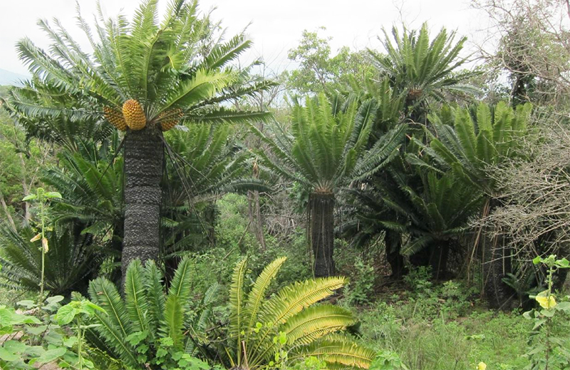 Modjadji Cycad Reserve