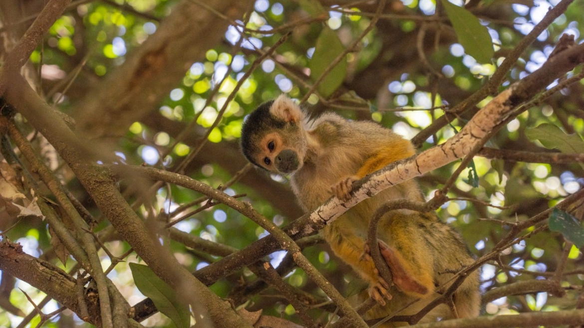 Monkeyland KZN