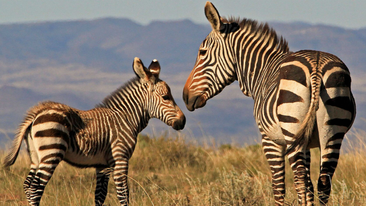 Mountain Zebra National Park