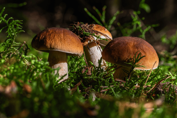 Mushrooms and Roses