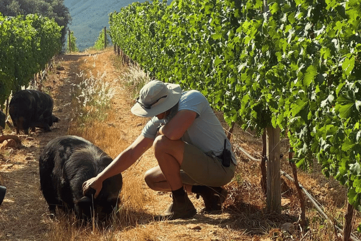 Oldenburg Vineyards