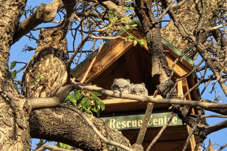 Owl Rescue Centre