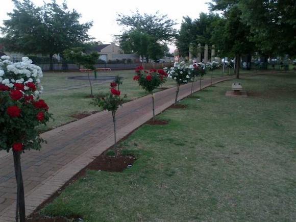Rose Park
