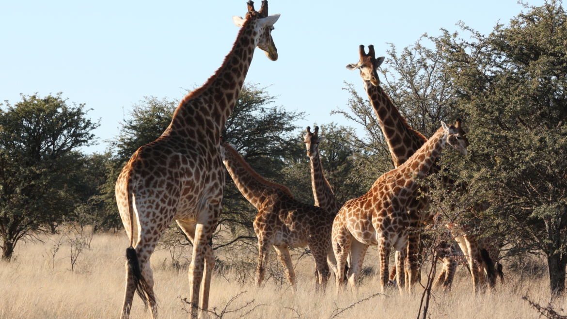 Sandveld Nature Reserve