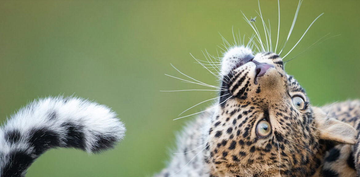 Dinokeng Game Reserve