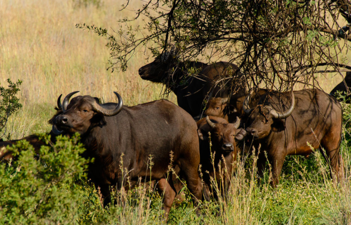 Plumari Private Game Reserve