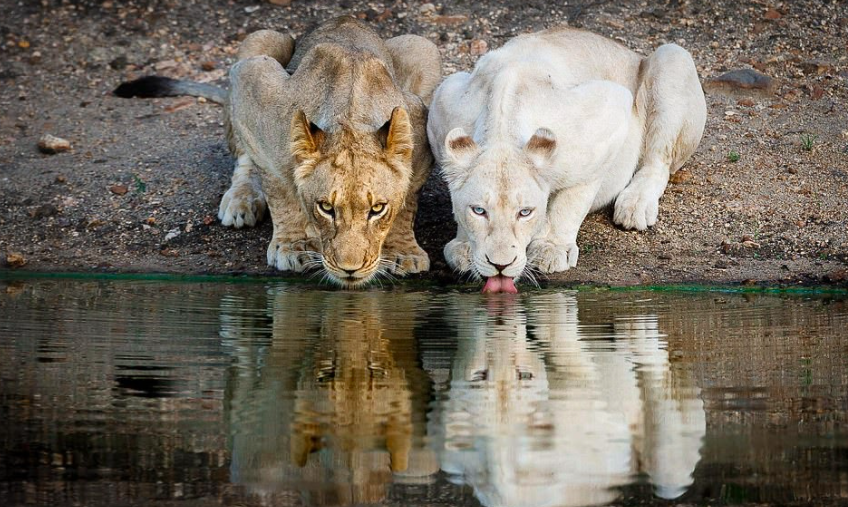 Timbavati Private Game Reserve