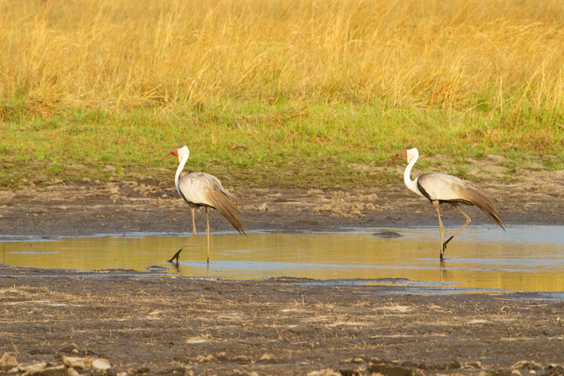 Birding at Steenkampsberg Plateau