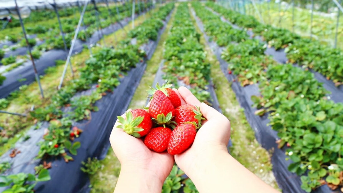 The Strawberry Farm