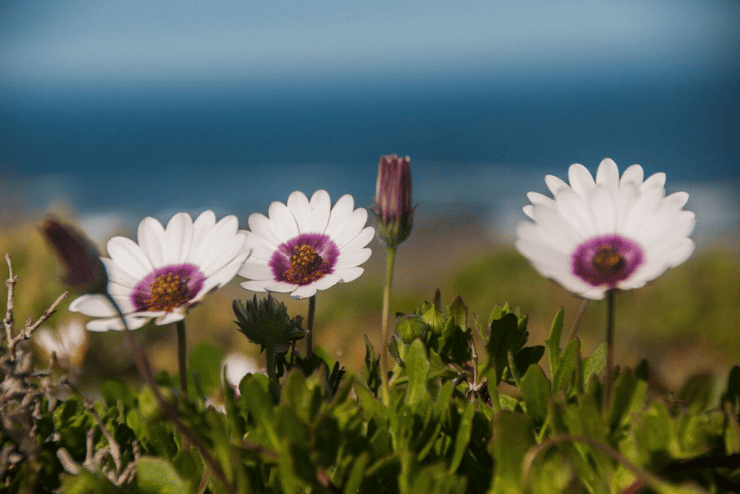 Darling Wildflower Show