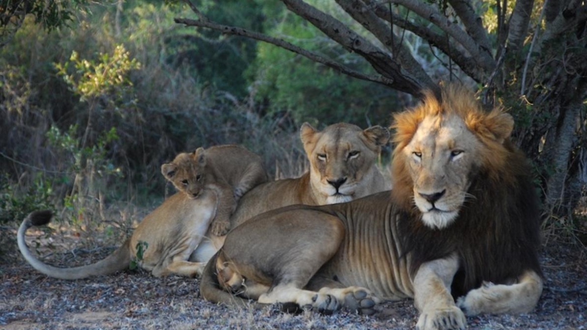 Thornybush Private Game Reserve
