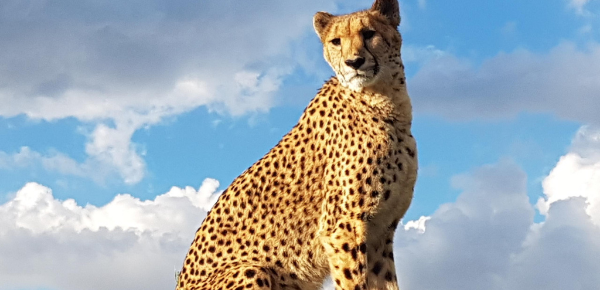 Cheetah Experience