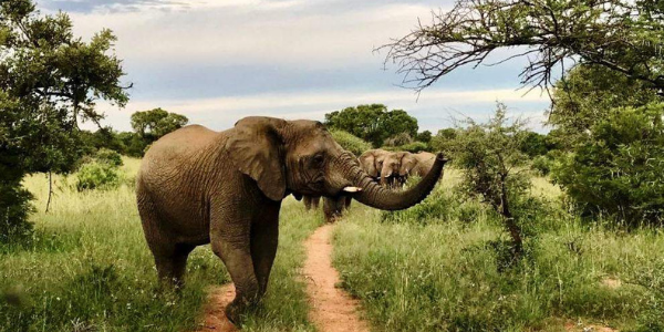 Mziki Private Game Reserve