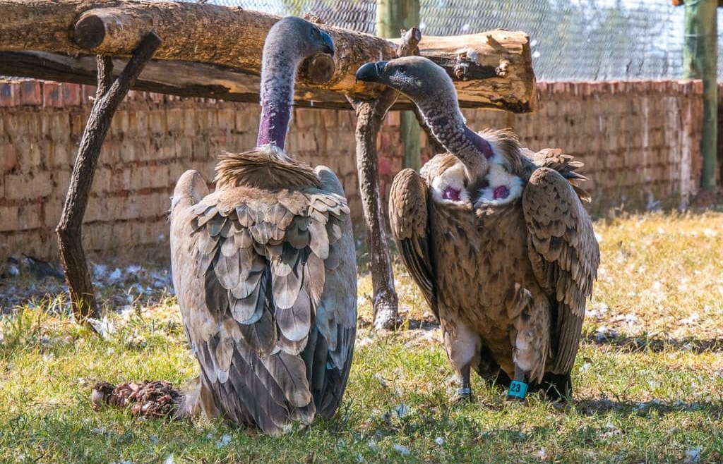 VulPro Birds of Prey Sanctuary
