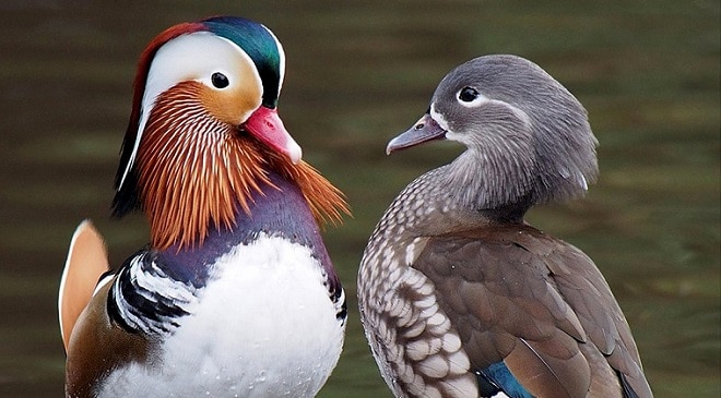 Montecasino Bird & Wildlife Park