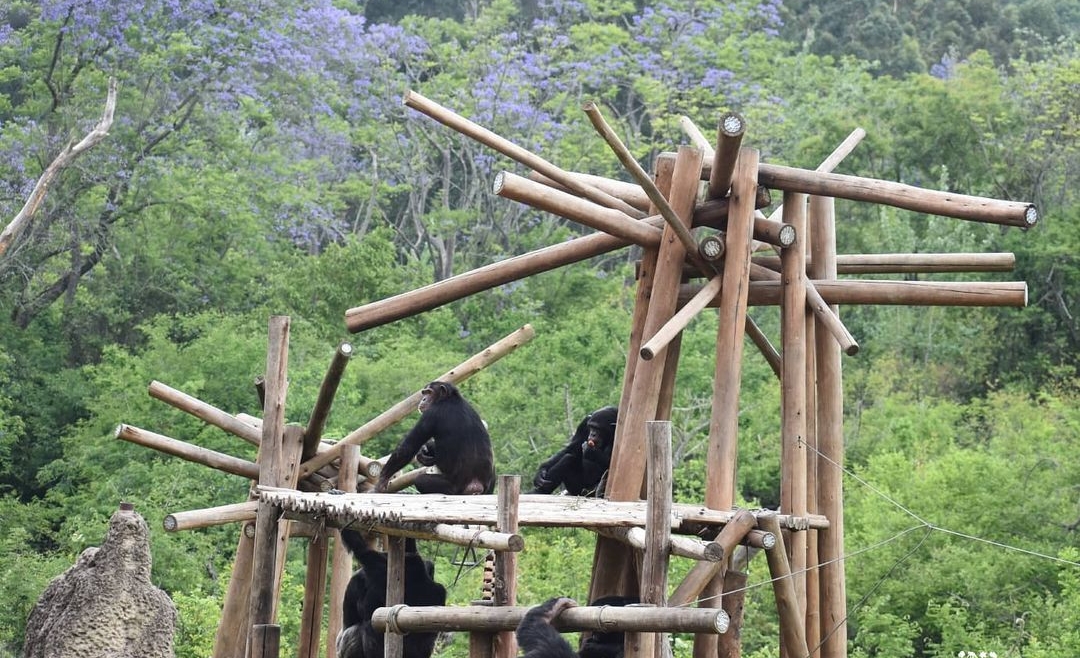 Chimp Eden Chimpanzee Sanctuary Tours