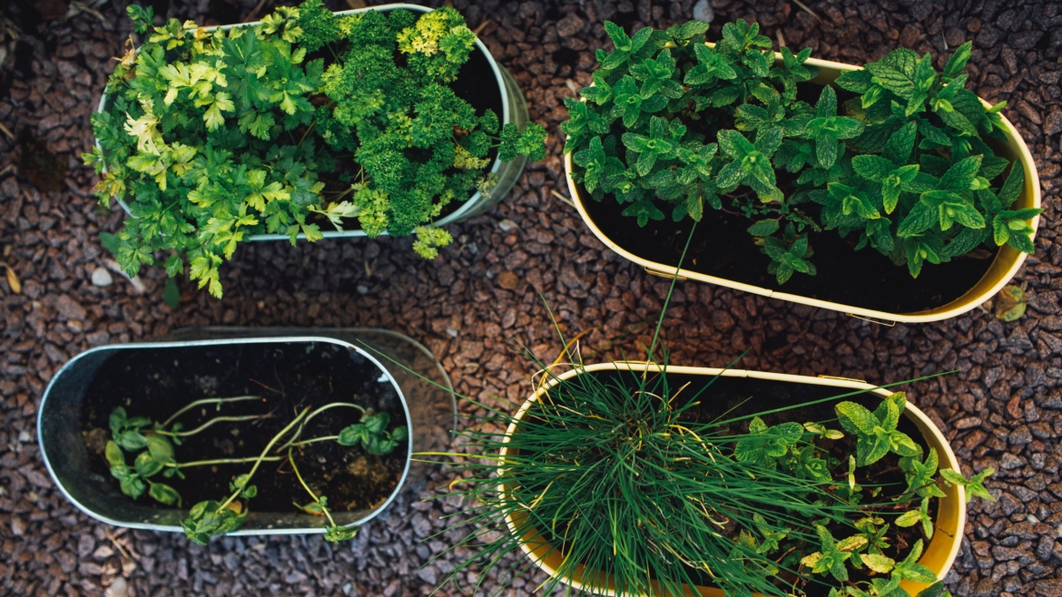 Good Thyme Living