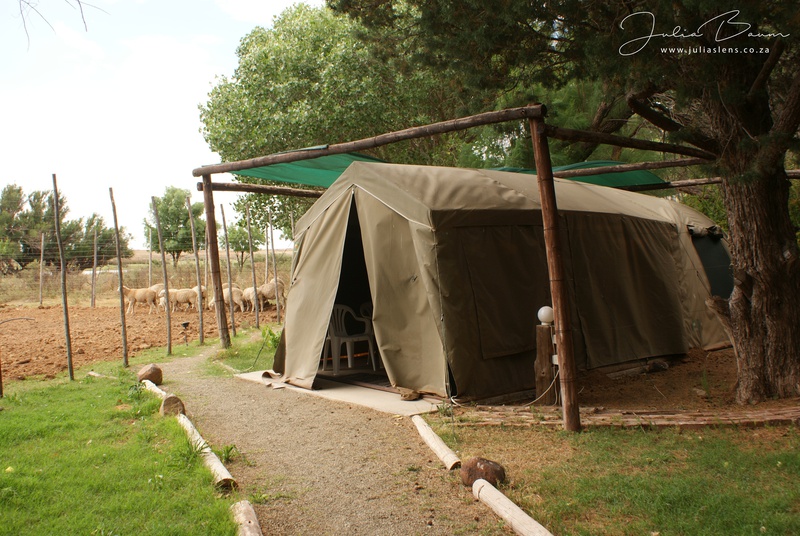 Karoo Gariep Sheep Farming Experience