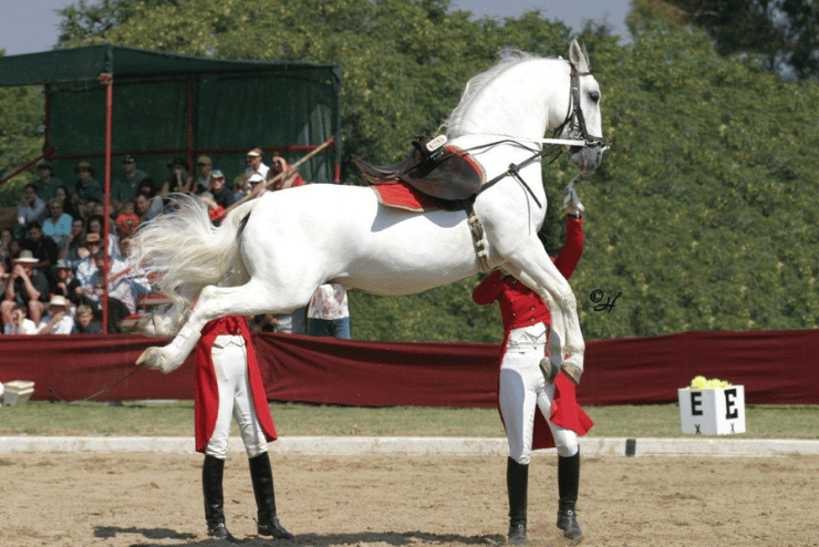 A Lipizzaner Valentine’s Day