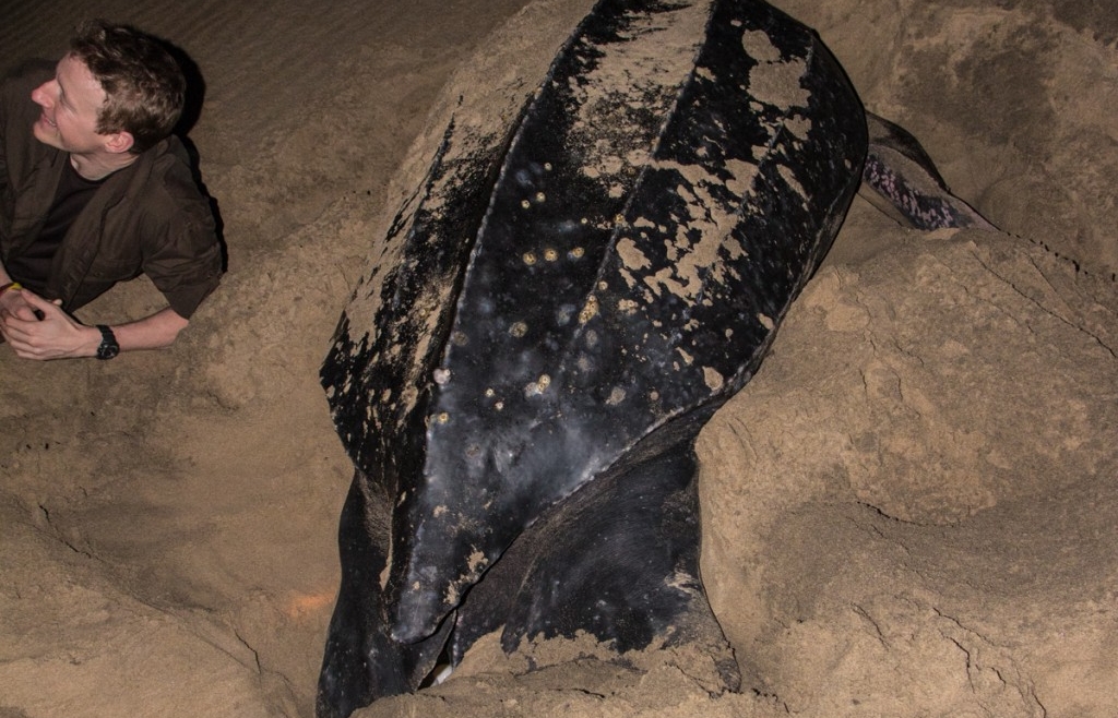 Isimangaliso Turtle Tour Safari